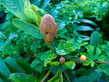 Close-up of flowering plant