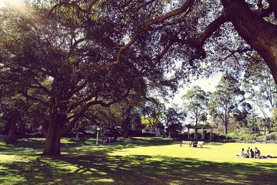 Trees growing on grassy field in park