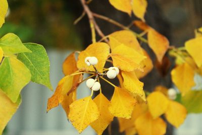 Close-up of yellow flowering plant leaves