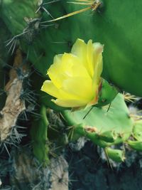 Close-up of yellow flower