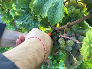 Close-up of hand holding fruit on tree