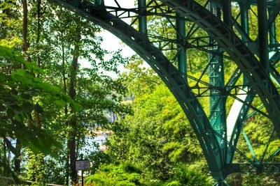 Low angle view of trees