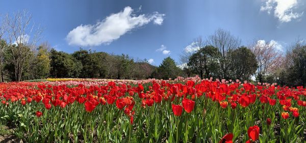 Red tulips growing on field against sky