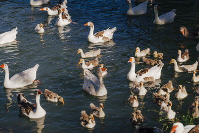 High angle view of swans swimming in lake