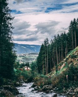 Scenic view of forest against sky