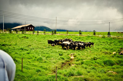 Cows on grassy field against sky