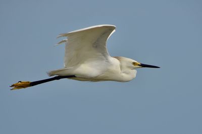 Low angle view of seagull flying in sky