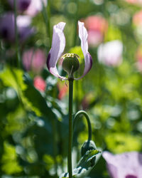 Close-up of purple flowering plant