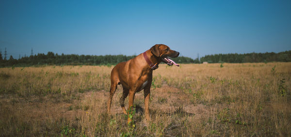 Dog standing on field against sky