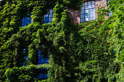 Low angle view of trees and building