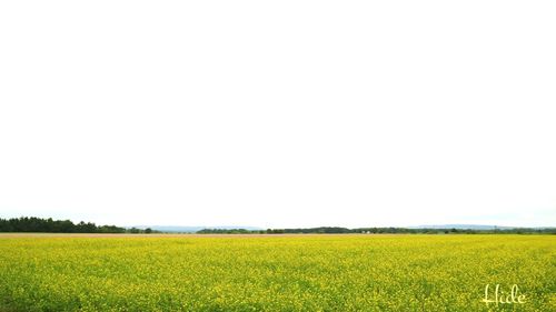 View of crop in field