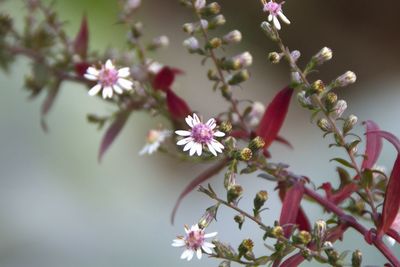 Close-up of pink cherry blossoms