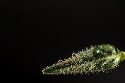 Close-up of plant against black background