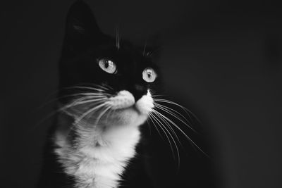 Close-up of cat against black background