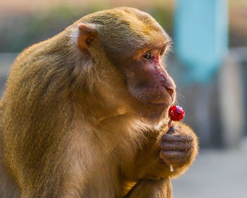 Close-up of monkey eating lollipop while looking away