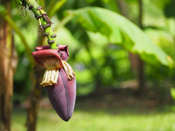 Close-up of flower