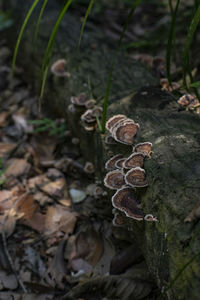 High angle view of mushrooms growing on field