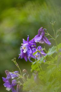 Close-up of purple flowering plant