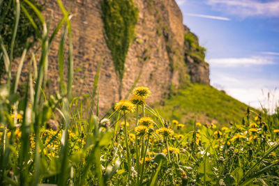 Close-up of yellow flowering plant on field