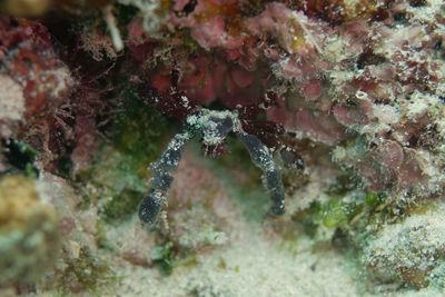 Close-up of coral in sea