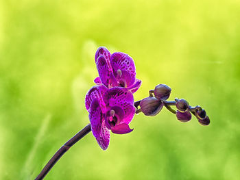 Close-up of purple flowering plant