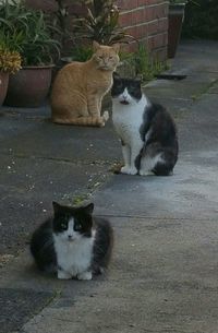 Portrait of cats sitting outdoors