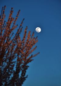 The sunset lights up a tree while the moon shines