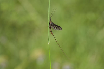 Close-up of butterfly on leaf