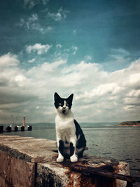 Cat sitting by sea against sky