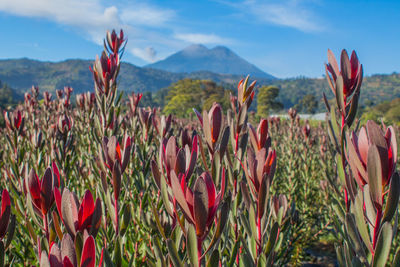 Close-up of red flowering plants on field against sky