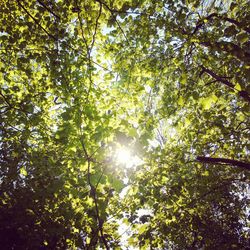 Low angle view of trees in forest