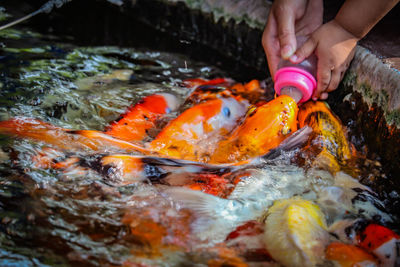 High angle view of fish swimming in lake