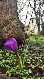 Close-up of pink flowers
