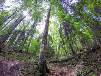 Low angle view of bamboo trees in forest