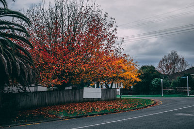 Trees by road against sky during autumn