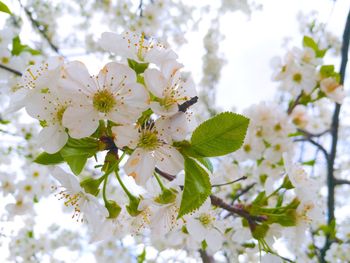 Close-up of apple blossoms in spring