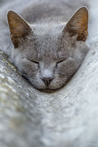 Close-up of cat sleeping on roof