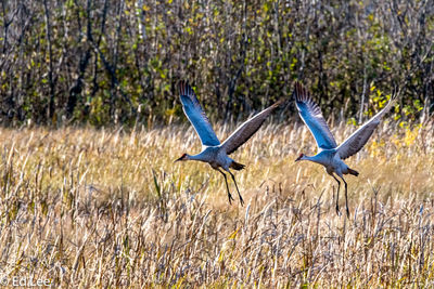 Birds flying over a field