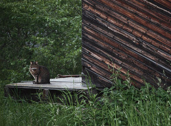View of a cat sitting on wood