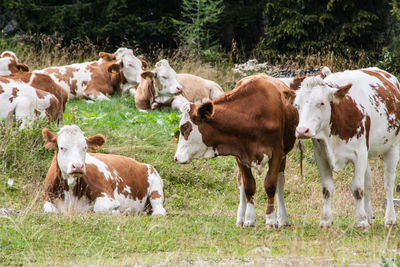 Cows grazing on grassy field