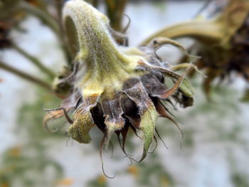 Close-up of flower