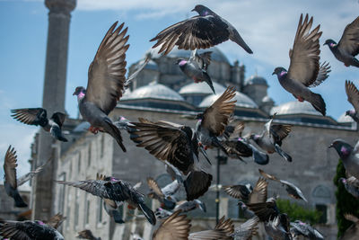 Flock of pigeons flying