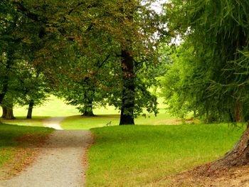 Trees on landscape