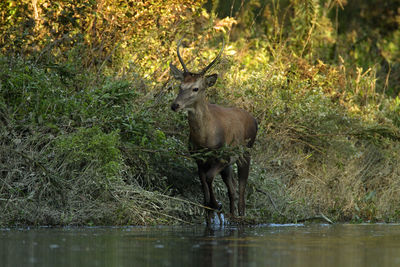 Deers in sidebranch of the drava river