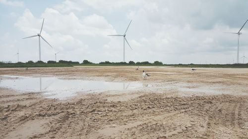 Black-headed gulls at beach by windmills against sky