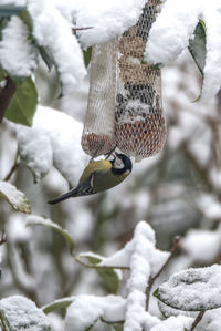 Close-up of bird hanging on feeder during winter
