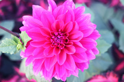 Close-up of pink dahlia flower