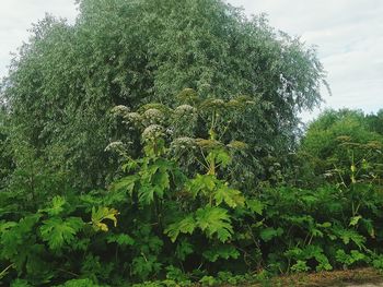 Close-up of plants against sky