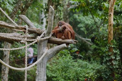 Monkey sitting on tree trunk in forest