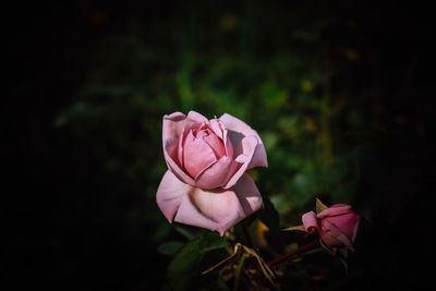 Close-up of pink rose flower on field